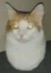 Cat-Egg